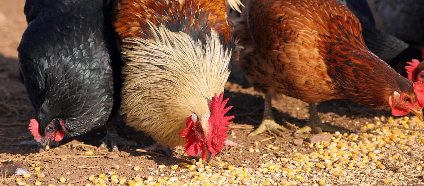 Περιφερειάρχης Δυτικής Μακεδονίας: «Θα πεινάσουμε - Βάλτε πέντε κότες στον κήπο σας να τρώτε» (ηχητικό) (upd)